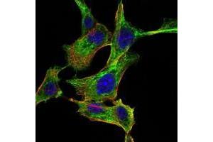 Immunofluorescence analysis of NIH/3T3 cells using CHUK antibody (green). (IKK alpha 抗体)