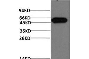 Western Blot analysis of Hela cells using ATG5 Monoclonal Antibody at dilution of 1:1000. (ATG5 抗体)