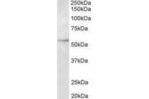 Image no. 1 for anti-Tubulin, beta 3 (TUBB3) (AA 31-41) antibody (ABIN1104874) (TUBB3 抗体  (AA 31-41))