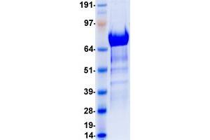 Validation with Western Blot (TIE1 Protein (DYKDDDDK-His Tag))