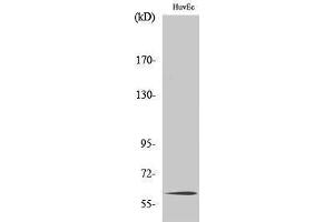 Western Blotting (WB) image for anti-TCF4/12 (C-Term) antibody (ABIN3180909) (TCF4/12 (C-Term) 抗体)