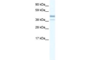 Western Blotting (WB) image for anti-Estrogen-Related Receptor beta (ESRRB) antibody (ABIN2460265) (ESRRB 抗体)