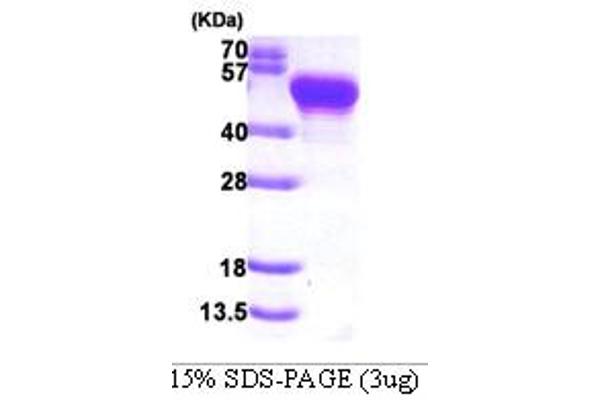 Protein A Protein (AA 37-469)