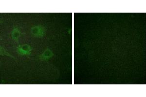 Peptide - +Immunofluorescence analysis of HuvEc cells, using Claudin 3 antibody (#30024). (Claudin 3 抗体)