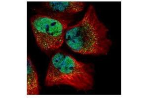 ICC/IF Image Confocal immunofluorescence analysis (Olympus FV10i) of paraformaldehyde-fixed A431, using CLOCK, antibody (Green) at 1:500 dilution. (CLOCK 抗体  (C-Term))