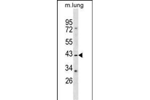 RASSF1 Antibody (Center) (ABIN1537724 and ABIN2849403) western blot analysis in mouse lung tissue lysates (35 μg/lane). (RASSF1 抗体  (AA 103-132))