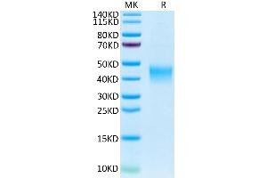 CRLF2 Protein (AA 25-231) (His tag)