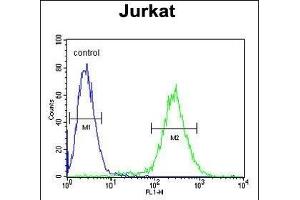 NOL9 Antibody (C-term) (ABIN1881582 and ABIN2843122) flow cytometric analysis of Jurkat cells (right histogram) compared to a negative control cell (left histogram). (NOL9 抗体  (C-Term))