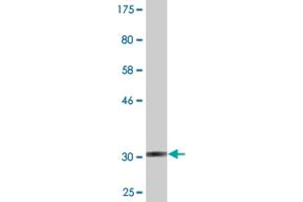 G Protein-Coupled Receptor 182 抗体  (AA 1-54)