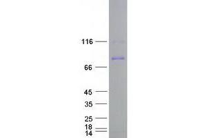 Validation with Western Blot (Cullin 5 Protein (CUL5) (Myc-DYKDDDDK Tag))