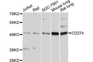 Western blot analysis of extracts of various cell lines, using CD274 antibody. (PD-L1 抗体)