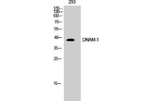 Western Blot (WB) analysis of COS7 cells using DNAM-1 Polyclonal Antibody. (CD226 抗体  (Tyr570))