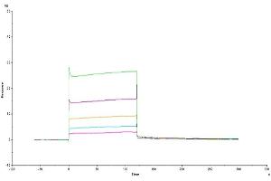 Surface Plasmon Resonance (SPR) image for HLA Class I Histocompatibility Antigen, alpha Chain G (HLAG) (Tetramer) protein (HLA-G) (ABIN7274817)