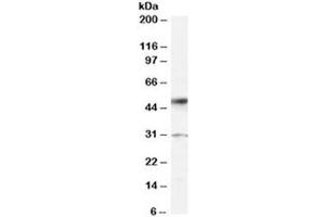 Western blot testing of human placenta lysate with ATF2 antibody at 0. (ATF2 抗体)