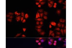 Immunofluorescence analysis of HeLa cells using BMP1 Polyclonal Antibody at dilution of 1:100. (BMP1 抗体)