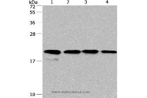 Western blot analysis of PC3 and 293T cell, human liver cancer tissue and hela cell, using PPIF Polyclonal Antibody at dilution of 1:500 (PPIF 抗体)