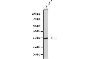 Western blot analysis of extracts of SH-SY5Y cells, using FHL1 Rabbit mAb (ABIN1680536, ABIN3019332, ABIN3019333 and ABIN7101753) at 1:1000 dilution. (FHL1 抗体)