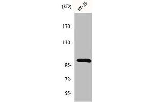 Western Blot analysis of HT29 cells using GRIN1 Polyclonal Antibody (GPRIN1 抗体  (Internal Region))