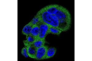 Immunofluorescence (IF) image for anti-Fibrinogen gamma Chain (FGG) antibody (ABIN3003142) (FGG 抗体)