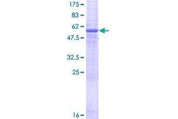 EGFL8 Protein (AA 1-293) (GST tag)