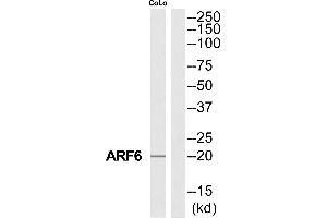 Western blot analysis of extracts from COLO205 cells, using ARF6 antibody. (ARF6 抗体  (Internal Region))