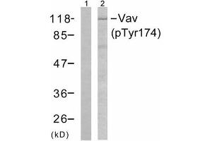 Western blot analysis of the extracts from Jurkat cells using Vav (phospho-Tyr174) antibody (E011142). (VAV1 抗体  (pTyr174))