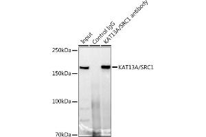 Immunoprecipitation analysis of 300 μg extracts of 293T cells using 3 μg KA/SRC1 antibody (ABIN7269005). (NCOA1 抗体)