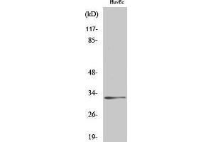 Western Blot (WB) analysis of specific cells using Ribosomal Protein S6 Polyclonal Antibody. (RPS6 抗体  (Thr821))