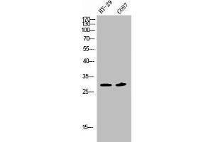 Western Blot analysis of HT29 COS7 cells using Phospho-SNAI 1 (S246) Polyclonal Antibody (SNAIL 抗体  (pSer246))