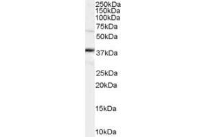 Western Blotting (WB) image for anti-POU Class 5 Homeobox 1 (POU5F1) (AA 350-360) antibody (ABIN290368) (OCT4 抗体  (AA 350-360))