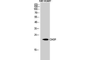 Western Blot analysis of RAT-HEART cells using CHOP Polyclonal Antibody diluted at 1:1000. (DDIT3 抗体  (AA 60-140))