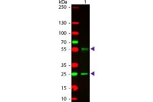 Western Blotting (WB) image for Donkey anti-Mouse IgG antibody (DyLight 549) - Preadsorbed (ABIN6699016)