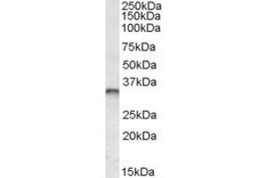 Western Blotting (WB) image for anti-Jun B Proto-Oncogene (JUNB) antibody (ABIN5902460) (JunB 抗体)