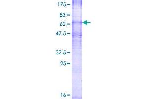 CDS2 Protein (AA 1-445) (GST tag)