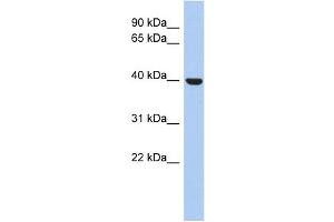 STOML3 antibody used at 1 ug/ml to detect target protein. (STOML3 抗体)