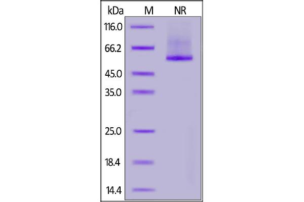 GPC2 Protein (AA 24-552) (His tag)