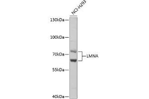Western blot analysis of extracts of NCI-H293 cells, using LMNA antibody (ABIN6133798 and ABIN6143078). (Lamin A/C 抗体)