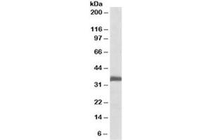 Western blot testing of rat lung lysate with Ephrin B2 antibody at 0. (Ephrin B2 抗体)