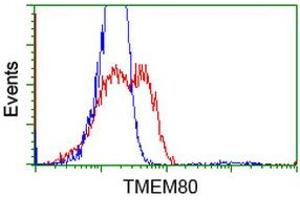 HEK293T cells transfected with either RC202288 overexpress plasmid (Red) or empty vector control plasmid (Blue) were immunostained by anti-TMEM80 antibody (ABIN2453727), and then analyzed by flow cytometry. (TMEM80 抗体)