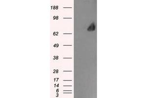 Image no. 1 for anti-Leukotriene A4 Hydrolase (LTA4H) antibody (ABIN1499215) (LTA4H 抗体)