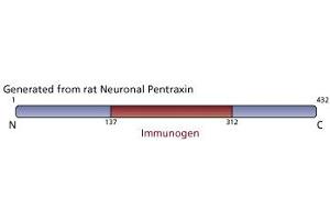 Image no. 3 for anti-Neuronal Pentraxin (AA 137-312) antibody (ABIN967925) (Neuronal Pentraxin (AA 137-312) 抗体)