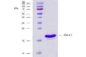 SDS-PAGE (SDS) image for Major Allergen Cor a 1 protein (ABIN7506045)