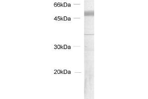 Western Blotting (WB) image for anti-Tubulin delta 2 (AA 443-449) antibody (ABIN1742551) (Tubulin delta 2 (AA 443-449) 抗体)