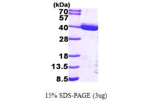 TP53I3 Protein (AA 1-332) (His tag)