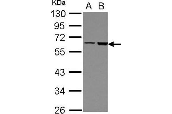 FRMD8 抗体  (AA 217-452)