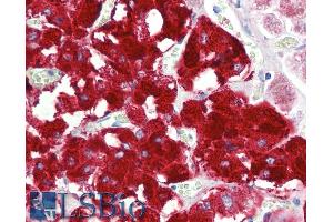 ABIN5900099 (5 µg/ml) staining of paraffin embedded Human Adrenal Gland. (DBH 抗体  (AA 437-448))