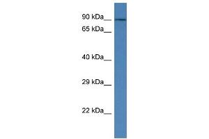 WB Suggested Anti-Kctd3 Antibody   Titration: 1. (KCTD3 抗体  (Middle Region))