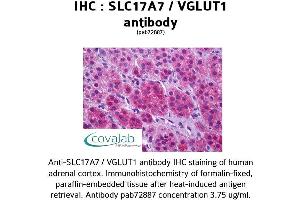 Image no. 1 for anti-Solute Carrier Family 17 (Vesicular Glutamate Transporter), Member 7 (SLC17A7) (Internal Region) antibody (ABIN1739335) (SLC17A7 抗体  (Internal Region))