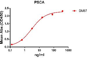 ELISA plate pre-coated by 2 μg/mL (100 μL/well) Human PSCA protein, hFc tagged protein ABIN6961137, ABIN7042303 and ABIN7042304 can bind Rabbit anti-PSCA monoclonal antibody  (clone: DM87) in a linear range of 1-100 ng/mL. (PSCA 抗体  (AA 12-86))