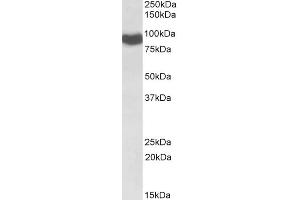 Western Blotting (WB) image for anti-P450 (Cytochrome) Oxidoreductase (POR) antibody (ABIN5898856) (POR 抗体)